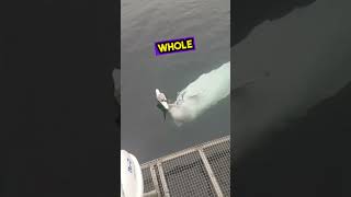 Playful Beluga teases a Seagull😢❤️ shorts [upl. by Derek]