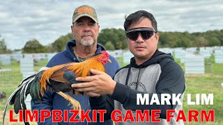 MARK LIMPBIZKIT  Big farm in the Philippines visit breeding chicken farming [upl. by Gilman]