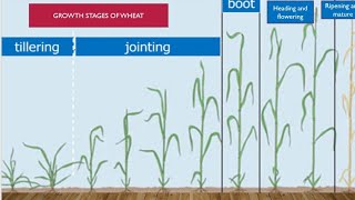 Growth stages of wheat crop different stages are covered in detail in wheat [upl. by Htims]