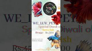 Diwali offer 🫴 super discount 9560269980 bettafish exotic aquarium [upl. by Miko]