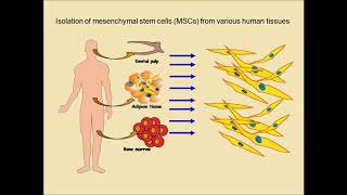 MSC iron oxide exosomes for cancer therapy – Video abstract ID 145096 [upl. by Ainig991]