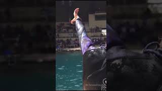 Video shows whale attacking man [upl. by Nnyluqcaj]