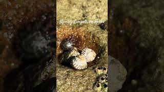 Limpets on Rocks [upl. by Ayahsal]