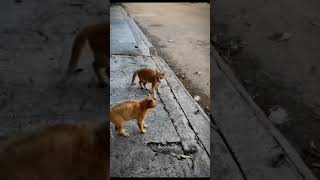 Cat funny comady momentfunny comady momentcomedy momentfunny moments [upl. by Evers]