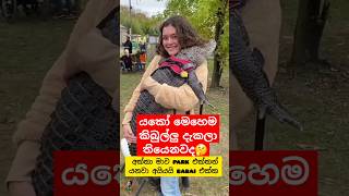 කිබුලට ගියපු කලක් 😁 Whotto funny crocodile shortvideo shorts youtubeshorts දෙවුවා [upl. by Gnep534]