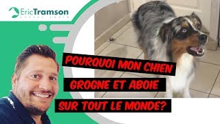 Pourquoi mon chien grogne et aboie sur tout le monde [upl. by Rehpotsyrk519]