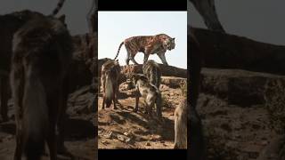 Wolf क्यों इतने खतरनाक होते हैं 🤔🤯By info fact News [upl. by Lomasi600]