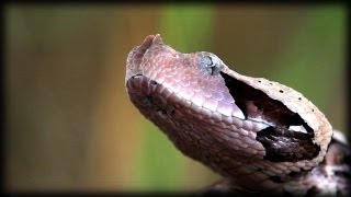 Gaboon Viper 01  Dangerous Animals [upl. by Skiest]