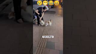 cat funny videos 🤣😅 cat dogs animals funny pets pet animalshorts animalsfunny shorts trend [upl. by Akahc]