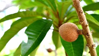 Cultivo de Mamey en HuertasMagaña [upl. by Ambrosio387]