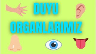 DUYU ORGANLARIMIZSENSE ORGANS EÄÄ°TÄ°CÄ° Ã‡OCUK ÅARKISIEDUCATÄ°ONAL KÄ°DS SONG [upl. by Annaig745]