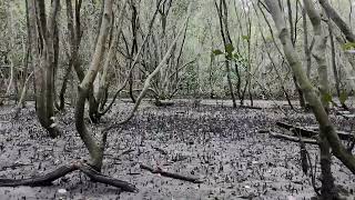 DJI Neo  Flying Through the Swampy Mangrove Area [upl. by Drofla687]