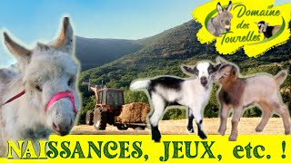 VLOG 11  Suite des Naissances Jeux Foins et Pâturage la vie INTENSE à la ferme se poursuit [upl. by Airres450]