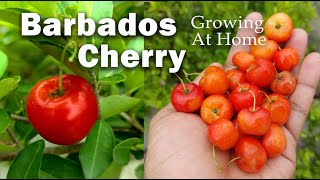 Grow Cherry Plant  Barbados Cherry at Home  How To Grow Cherry Fruit Tree in Pot [upl. by Hurwit261]