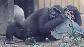 この日はママの隣じゃなく、パパの隣で寝る事を選んだキンタロウ⭐️ゴリラGorilla【京都市動物園】Kintaro chose to sleep next to his father [upl. by Morentz]