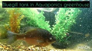 bluegill tank aquaponics greenhouse [upl. by Miguelita]