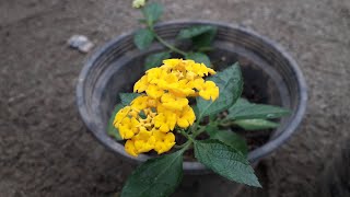 കൊങ്ങിണിച്ചെടി തൈ പിടിപ്പിക്കൽ Lantana propagation [upl. by Adlemy]