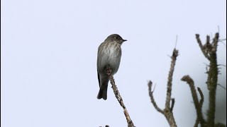 Super rare Darksided Flycatcher  Roetvliegenvanger [upl. by Akinehc]