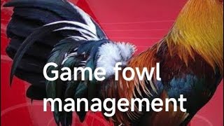 breeders guide click this game fowl management audio guide [upl. by Obla346]