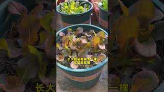 After the egg yolk Chinese cabbage emerges we need to time the seedlings gardentips gardening [upl. by Tellford]