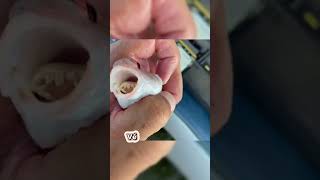 Rận lưỡi ký sinh Cymothoa exigua  fish tongue parasite shorts [upl. by Read]