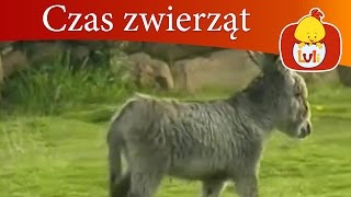 Czas zwierząt  Osioł  Paw dla dzieci Luli TV  Videos for babies [upl. by Mabelle]