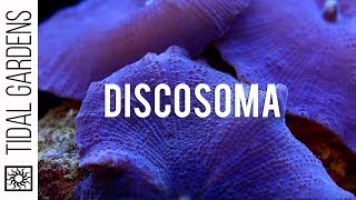 Discosoma Mushrooms [upl. by Marguerite]