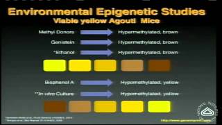 Epigenetics How Genes and Environment Interact [upl. by Ytissac]