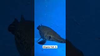 Alligator Fish in Aquarium aquarium alligatorfish aquriamfish [upl. by Murry]