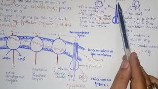 Chemiosmosis And Oxidative Phosphorylation  Federal And KPK Board  Class 11 Biology [upl. by Adnilemre]