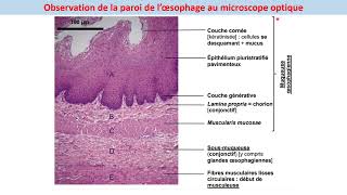 TPn°2 Structures histologiques de lappareil digestif [upl. by Wildermuth399]