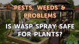 Is Wasp Spray Safe for Plants [upl. by Lesko]