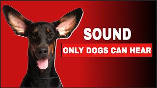 Sound Dogs Can Only Hear [upl. by Idyh]