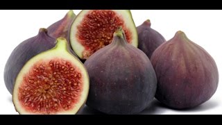 HOW TO GROW FIGS IN A CONTAINER OR POT [upl. by Siuqramed]