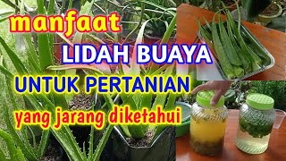 Manfaat Lidah Buaya Untuk Pertanian  Yang Jarang Diketahui [upl. by Huberty]