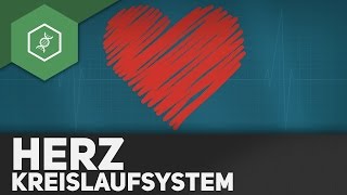 Das Herz und sein Kreislaufsystem [upl. by Idurt]