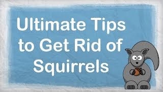 How to get rid of squirrels  ULTIMATE Repellent for Getting Rid of Squirrels  How to Repel Pests [upl. by Ramso]