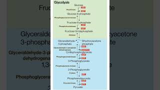 glycolysis glycolysis cyclebiochemistry nutrition and Biochemistry [upl. by Notak415]