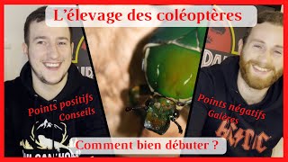 LÉLEVAGE DES COLÉOPTÈRES  CÉTOINEDYNASTELUCANE   COMMENT BIEN DÉBUTER [upl. by Eitsyrc205]