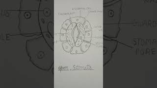 Structure of stomata stomataopen stomata stomatal opening stoma [upl. by Attenehs519]