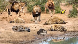 OMG King Lion destroy Hyena cubs stupid go into his territory Epic battle of King Lion Vs Hyena [upl. by Maggs]