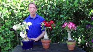 How to Grow Desert Rose [upl. by Edvard]