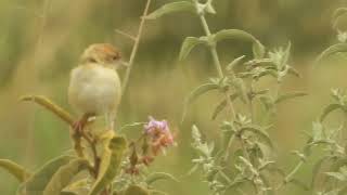 Cisticola ciniana  cisticola cascabel  Rattling cisticola [upl. by Farnsworth]