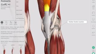 Deep Tendon Reflexes  Complete Anatomy [upl. by Nonregla]