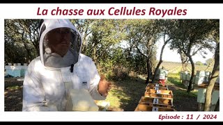 La chasse aux Cellules Royalesapiculteurlesabeillesdefred07apicultureabeille [upl. by Aicella]