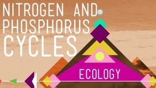 Nitrogen amp Phosphorus Cycles Always Recycle Part 2  Crash Course Ecology 9 [upl. by Nelyahs]