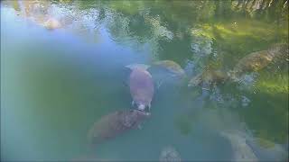 Manatees enjoying the warm water refuge at Homosassa Springs in December [upl. by Yobybab]