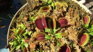 JAWS Venus Flytraps Sleeping [upl. by Eiram]