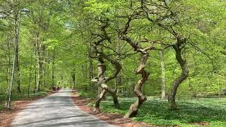 Trollskogen i Prästaskogens Naturreservat  Skåne Sweden [upl. by Aitnohs]