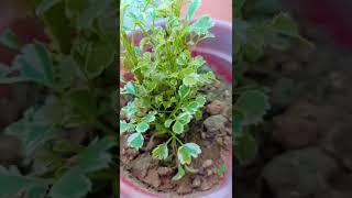 Aralia plant bestshorts youtubeshorts plants respectshorts [upl. by Oivatco]